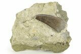 Serrated Dinosaur (Allosaurus) Tooth in Sandstone - Colorado #218337-2
